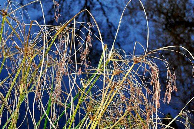 Imagem de Cyperus longus L.