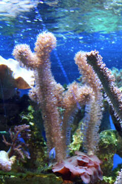 Image of corky sea finger