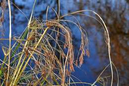 Imagem de Cyperus longus L.