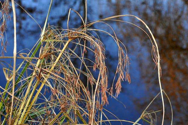 Imagem de Cyperus longus L.