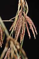 Imagem de Cyperus longus L.