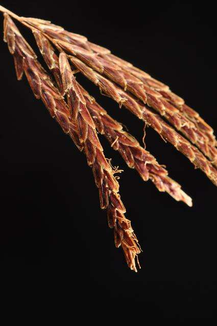 Imagem de Cyperus longus L.