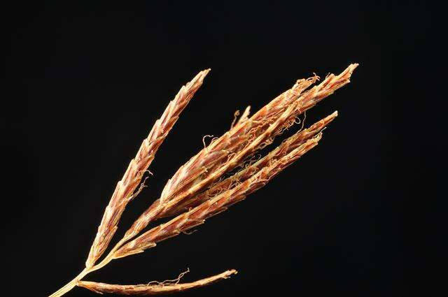 Imagem de Cyperus longus L.