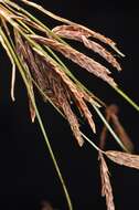 Imagem de Cyperus longus L.