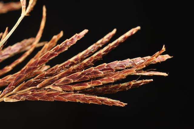 Imagem de Cyperus longus L.