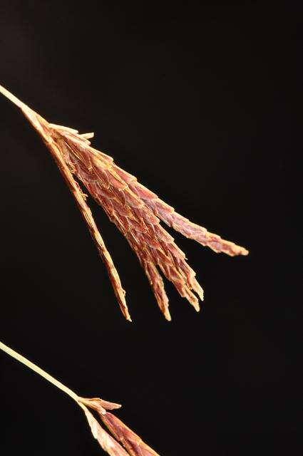 Imagem de Cyperus longus L.