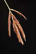 Imagem de Cyperus longus L.