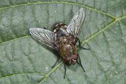 Image of blow flies