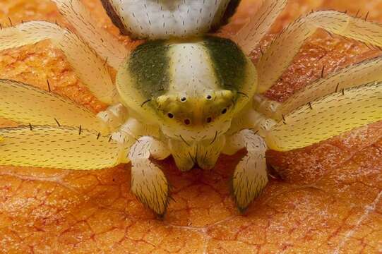 Image of Flower Crab Spiders