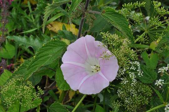 Image of Hairy Bindweed