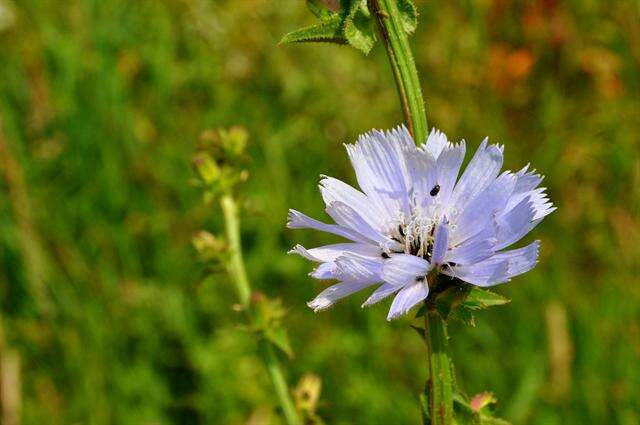 Image of chicory