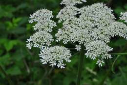 صورة Heracleum sphondylium subsp. sphondylium