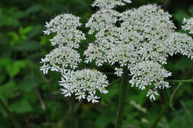 Image of Heracleum sphondylium subsp. sphondylium