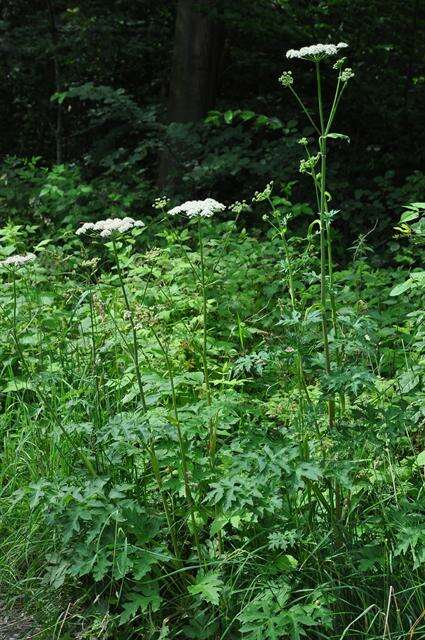 صورة Heracleum sphondylium subsp. sphondylium