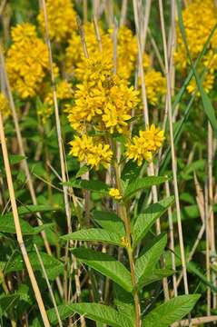 Image of yellow loosestrife