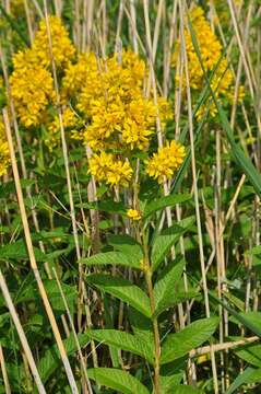 Image of yellow loosestrife