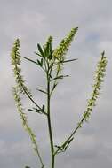 Image of Sweet Clover