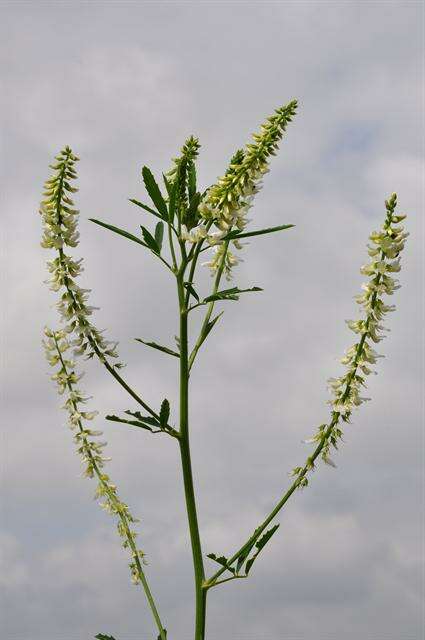 Image of Sweet Clover