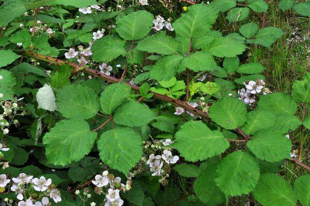 Image of Himalayan blackberry