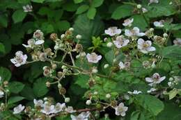 Image of Himalayan blackberry