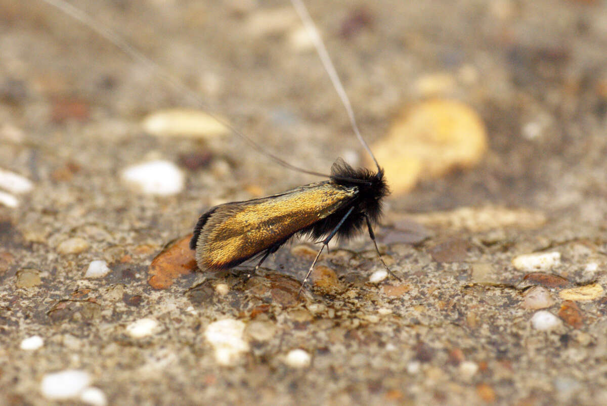 Image of Adela reaumurella