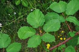 Image of Himalayan blackberry