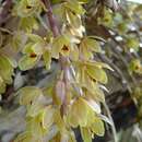 Image of Snake orchid