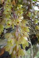 Image of Boat orchids