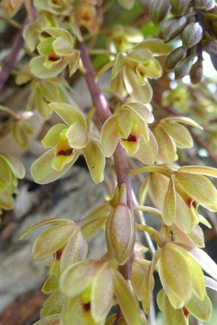 Image of Boat orchids