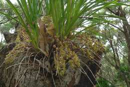 Image of Boat orchids