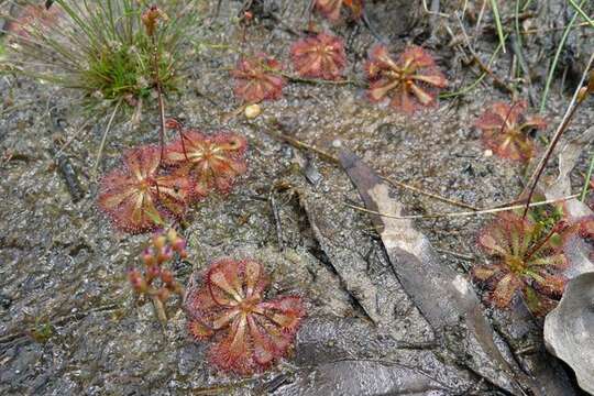 Image of Australian sundew