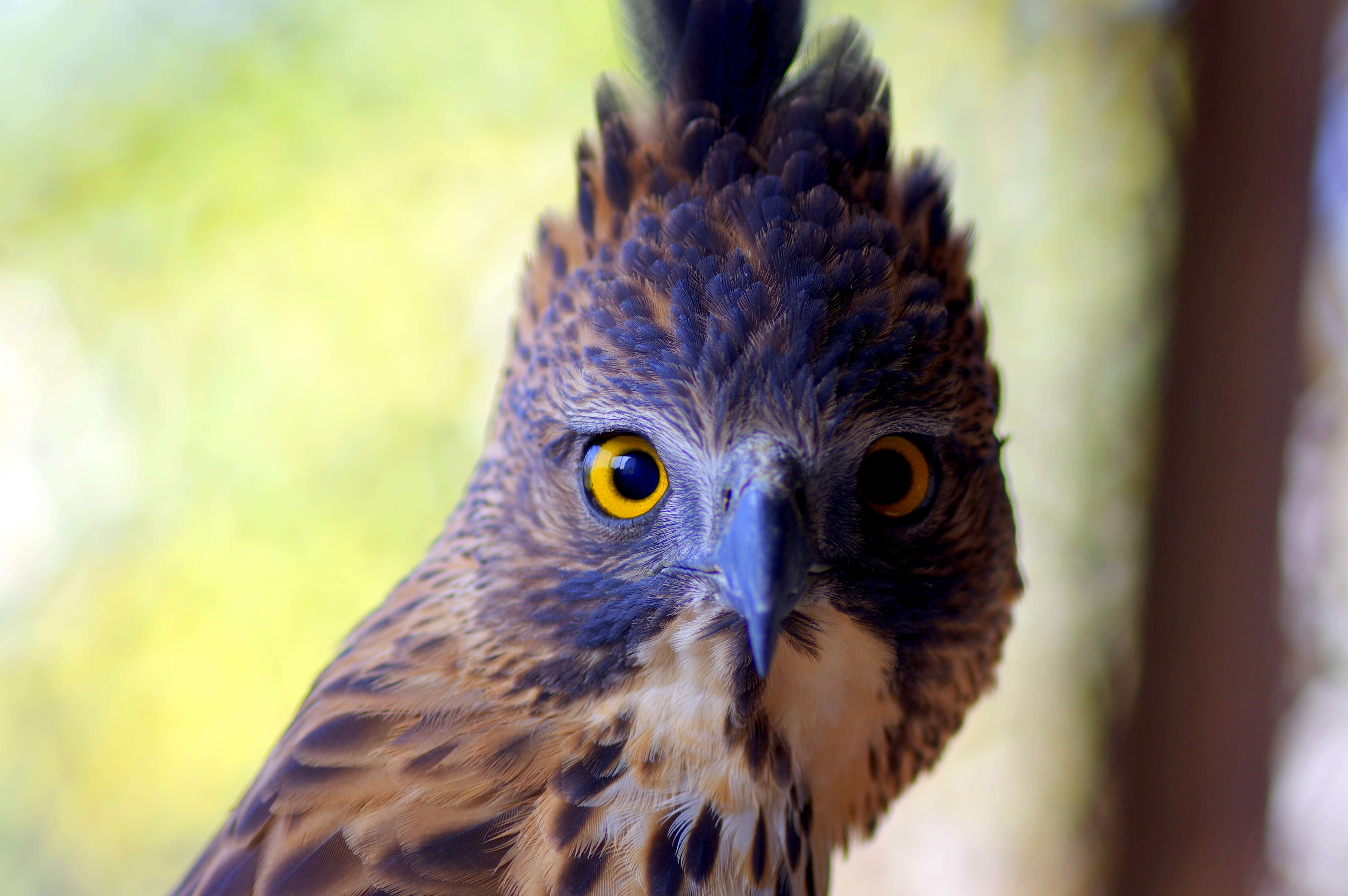 Nisaetus pinskeri (Preleuthner & Gamauf 1998) resmi