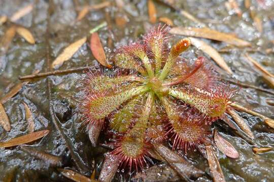 Image of Australian sundew