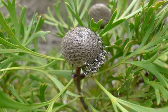 Image of cone flower