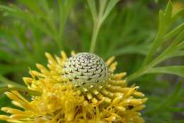 Image of cone flower