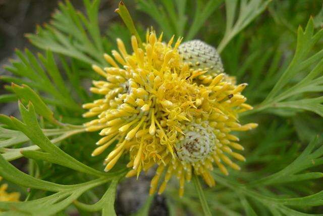 Image of cone flower