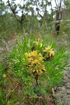 Imagem de Isopogon