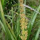 Imagem de Lomandra longifolia Labill.