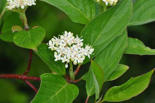 Imagem de Cornus