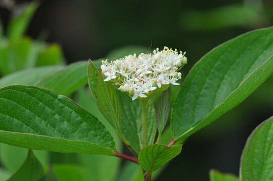 Image of Dogwoods