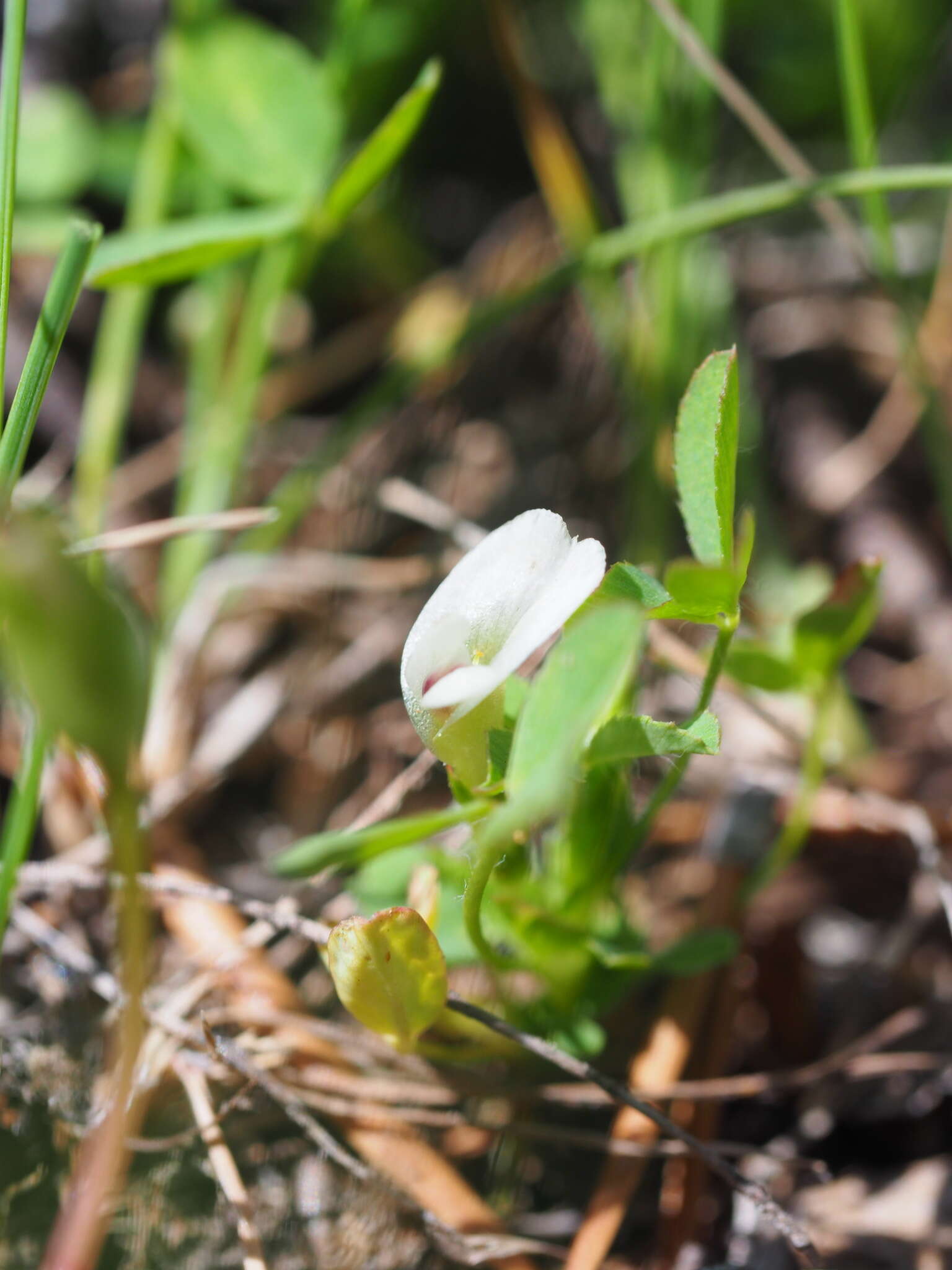 Image of mountain carpet clover