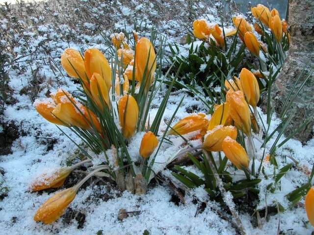 صورة <i>Crocus crysanthus</i>