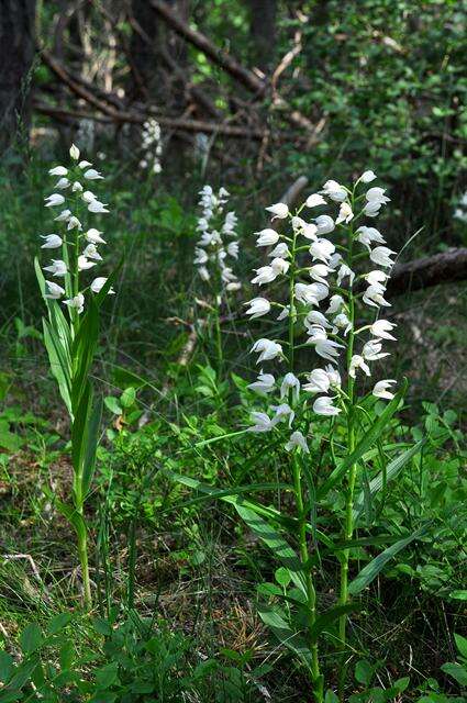 Cephalanthera resmi