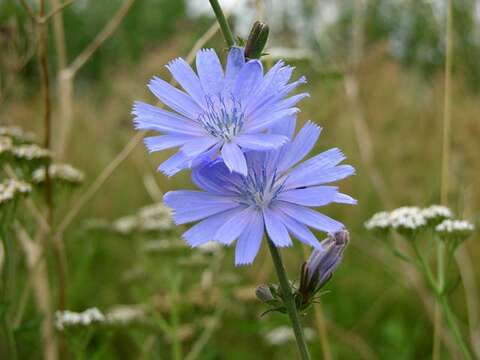 Image of chicory