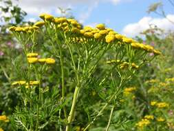Image of tansy