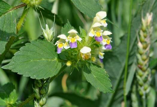 Image of hempnettle