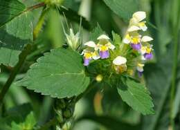 Image of hempnettle