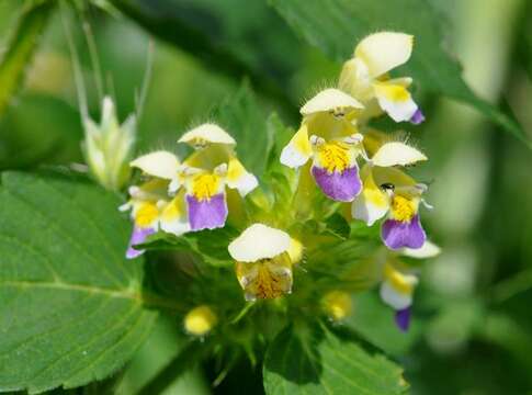 Image of hempnettle