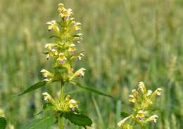 Image of hempnettle