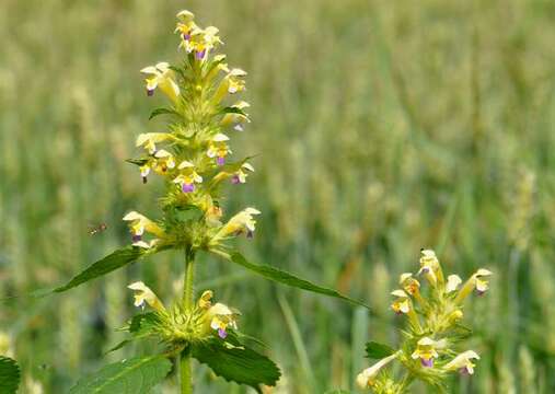 Image of hempnettle